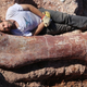 Ilustración para el artículo titulado Hallan en Argentina los huesos más grandes de dinosaurio hasta ahora